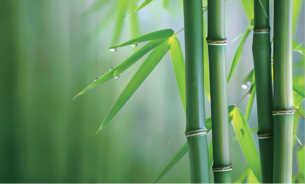 我院研究成果“新型鎂質(zhì)無機(jī)膠復(fù)合竹材料與結(jié)構(gòu)技術(shù)體系”入選《山東省綠色技術(shù)推廣目錄》